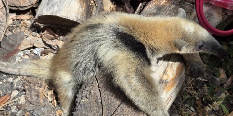 Oso hormiguero entra a vivienda en Hecelchakán; llaman a proteger la fauna silvestre