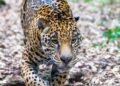 Alertan por presencia de jaguar en carretera hacia zona arqueológica de Calakmul
