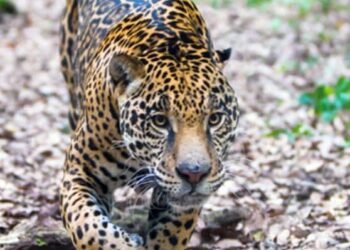 Alertan por presencia de jaguar en carretera hacia zona arqueológica de Calakmul