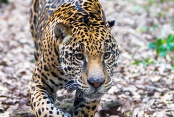 Alertan por presencia de jaguar en carretera hacia zona arqueológica de Calakmul