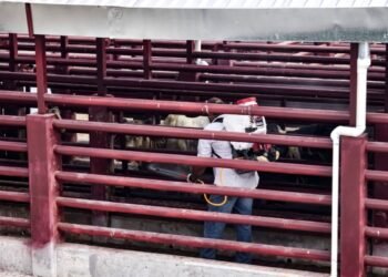 Operativo da frutos: amenaza del gusano barrenador cede terreno en Tamaulipas