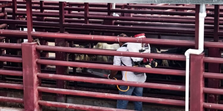 Operativo da frutos: amenaza del gusano barrenador cede terreno en Tamaulipas