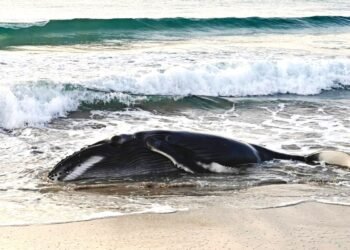 Regresan al mar a una cría de ballena jorobada varada en playa de Oaxaca