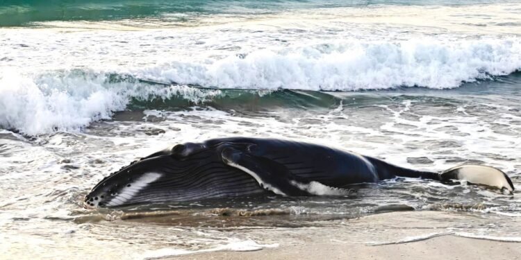 Regresan al mar a una cría de ballena jorobada varada en playa de Oaxaca