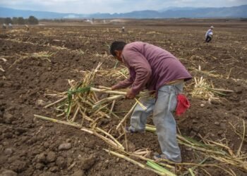 Mejoran acceso al financiamiento: cañeros obtienen créditos con tasa preferencial