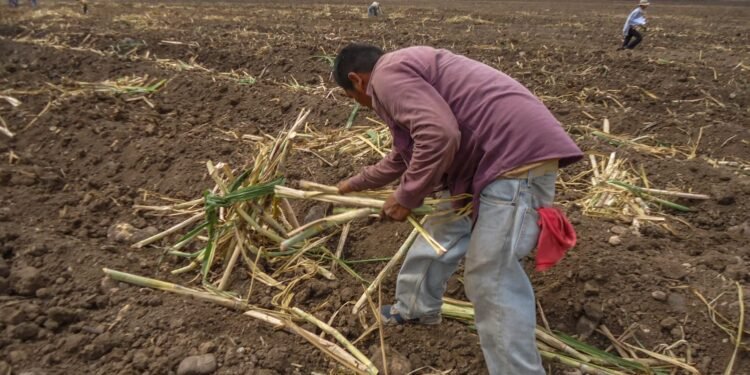 Mejoran acceso al financiamiento: cañeros obtienen créditos con tasa preferencial