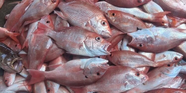 ¿Buscas pescados y mariscos frescos? Conoce los puntos de venta esta Cuaresma