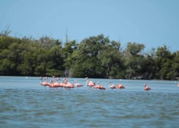 Rosa esperanza: flamencos eligen Punta Molón como santuario para anidar