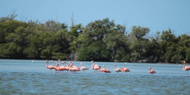 Rosa esperanza: flamencos eligen Punta Molón como santuario para anidar