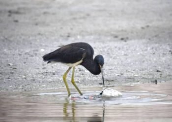 Avistan garza tricolor en Playa Norte, joya ecológica de Laguna de Términos