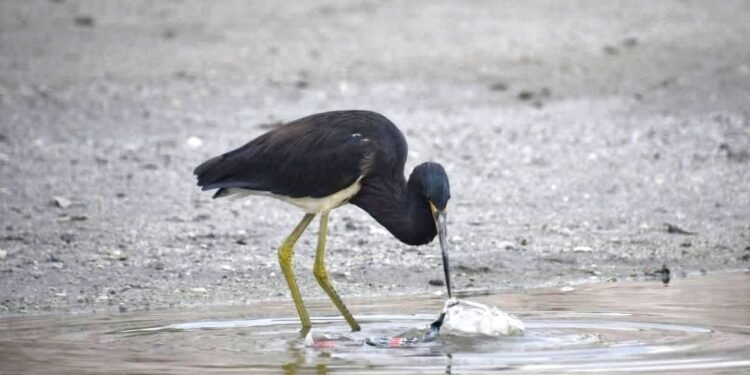Avistan garza tricolor en Playa Norte, joya ecológica de Laguna de Términos