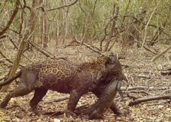 La selva de Calakmul sigue viva: reportan presencia de jaguares en la reserva