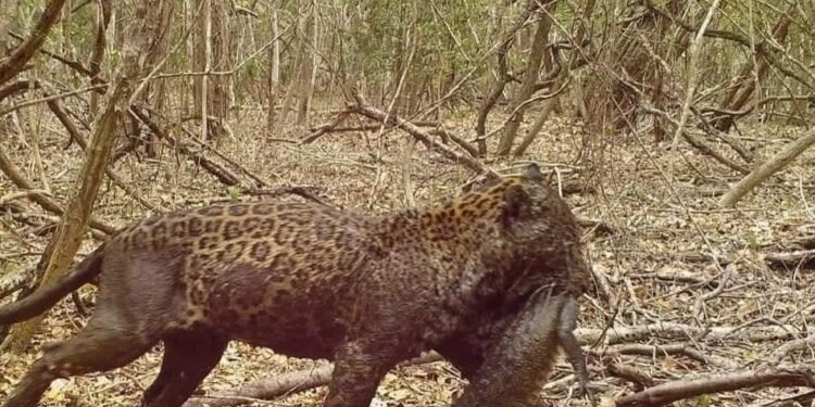 La selva de Calakmul sigue viva: reportan presencia de jaguares en la reserva