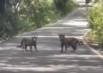 Selva en movimiento: jaguares sorprenden a conductores cerca de Calakmul