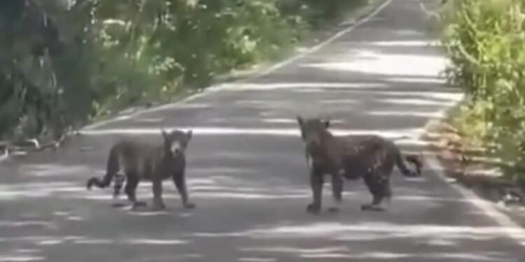 Selva en movimiento: jaguares sorprenden a conductores cerca de Calakmul