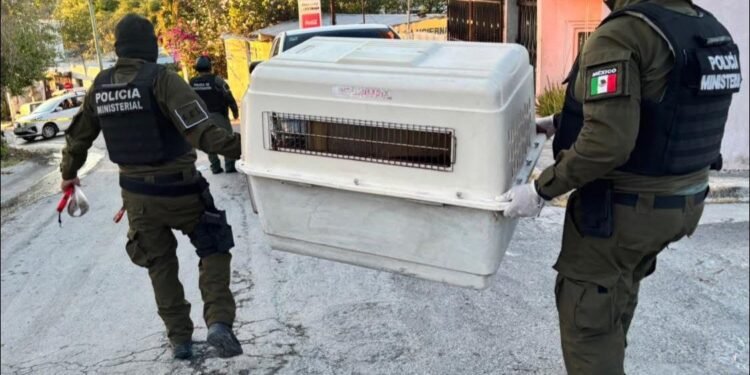 Rescatan y ponen bajo cuidado a tres lomitos; buscan hogar responsable