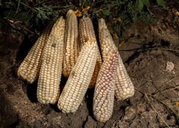 Maíz blanco, números verdes: llegan incentivos, hasta 950 pesos por tonelada