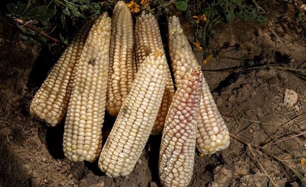 Maíz blanco, números verdes: llegan incentivos, hasta 950 pesos por tonelada