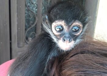 Profepa denuncia penalmente posesión ilegal de mono araña que era paseado por una regidora en Jalisco