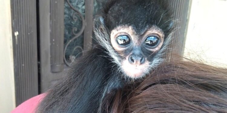 Profepa denuncia penalmente posesión ilegal de mono araña que era paseado por una regidora en Jalisco