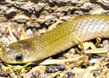 Reptil bajo llave: sacan a la luz a una nueva especie de serpiente subterránea