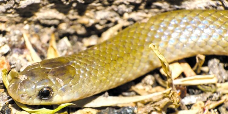 Reptil bajo llave: sacan a la luz a una nueva especie de serpiente subterránea