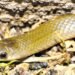 Reptil bajo llave: sacan a la luz a una nueva especie de serpiente subterránea