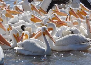 Desde Canadá hasta Campeche: pelícanos blancos eligen Isla Arena como refugio