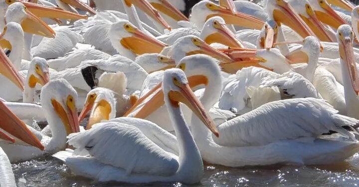 Desde Canadá hasta Campeche: pelícanos blancos eligen Isla Arena como refugio