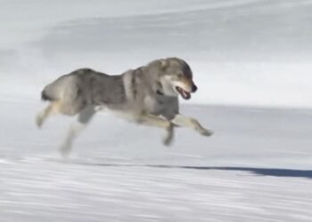 La meta más peluda: lobo invade pista olímpica y se vuelve sensación