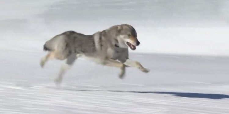 La meta más peluda: lobo invade pista olímpica y se vuelve sensación