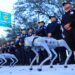 ¡No ladran, vigilan! Nuevo León prepara perros robot para blindar el Mundial 2026