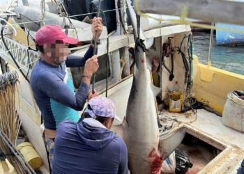 Redada en el mar: aseguran producto pesquero sin autorización en Seybaplaya