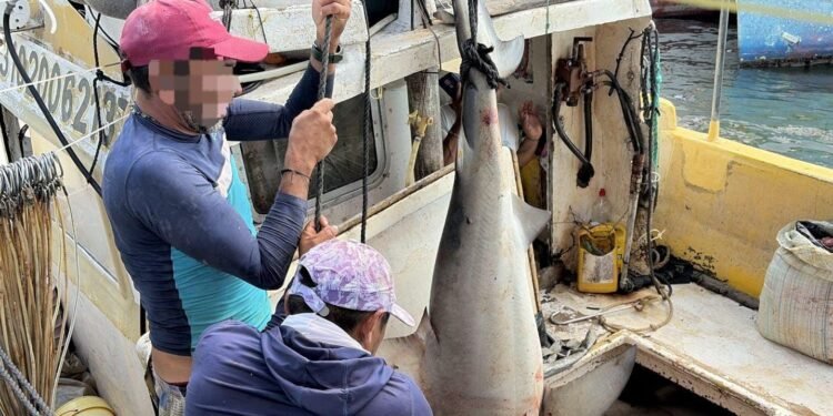 Redada en el mar: aseguran producto pesquero sin autorización en Seybaplaya