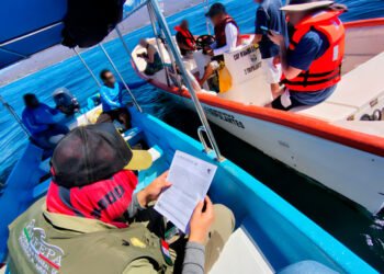 Cuidado en alta mar: PROFEPA verifica 17 embarcaciones para proteger ballenas