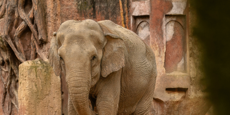 65 años y contando: Trompita, la elefanta que desafía al tiempo en Guatemala