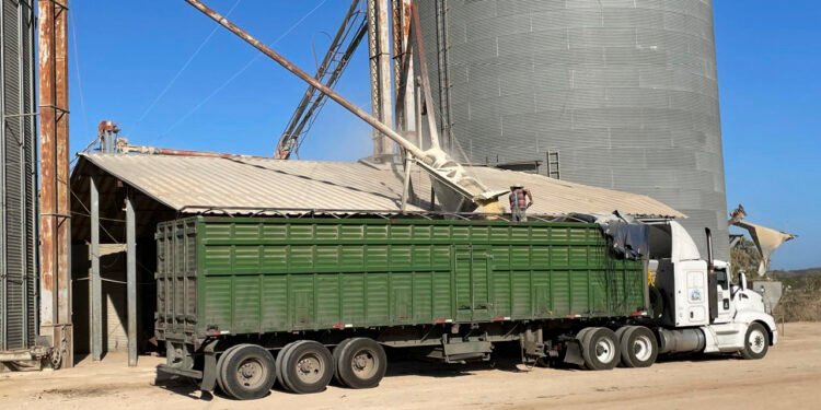 Campo con liquidez: Agricultura acelera incentivos en apoyo al maíz blanco