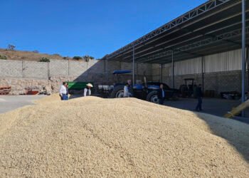 Campeche recibe más de 108 mdp en apoyos al maíz para productores del estado