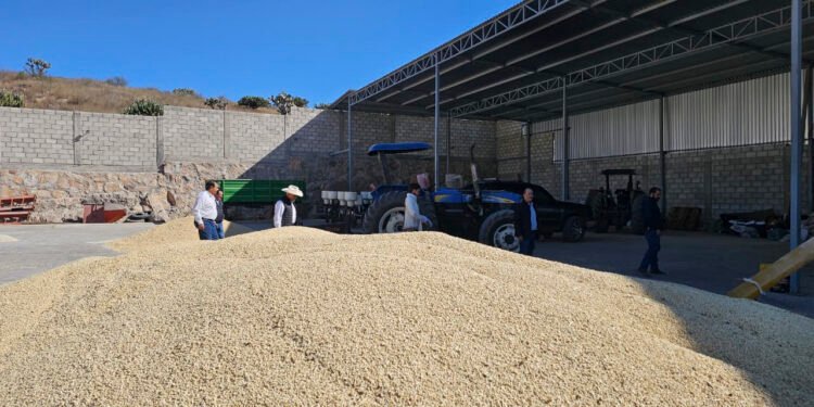 Campeche recibe más de 108 mdp en apoyos al maíz para productores del estado