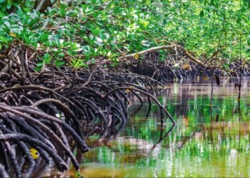 Conafor enciende alerta por insecto que daña el manglar negro en Campeche