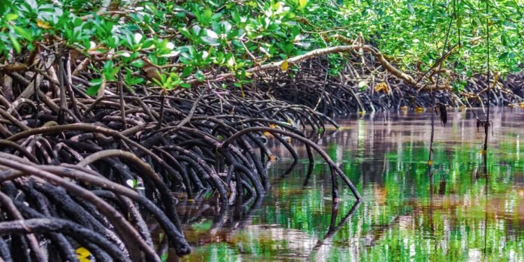 Conafor enciende alerta por insecto que daña el manglar negro en Campeche
