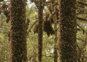 Colonias de Monarca crecen en bosques mexicanos tras años de caída