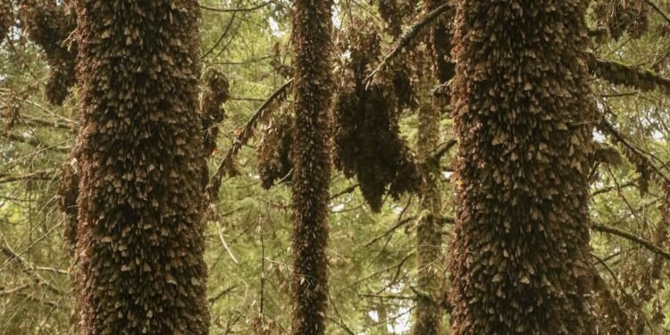 Colonias de Monarca crecen en bosques mexicanos tras años de caída