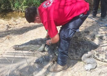 Cocodrilo cae a un pozo en Colima y moviliza rescate