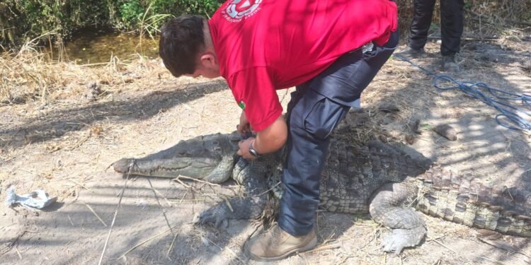 Cocodrilo cae a un pozo en Colima y moviliza rescate