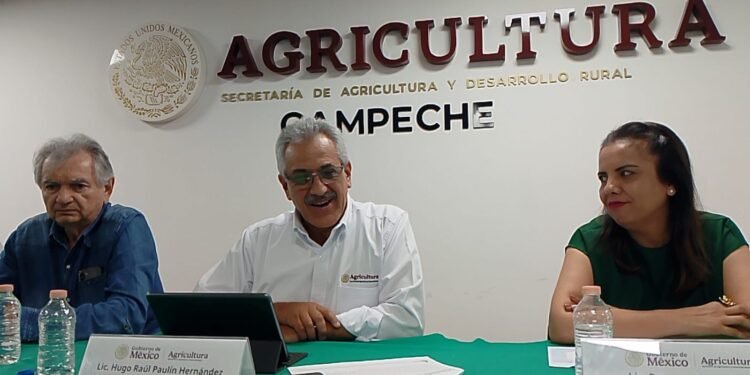 Agricultura paga 108 mdp a 31 mil productores de maíz