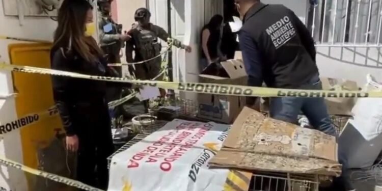 Autoridades rescatan más de 700 animales en operativo en Edomex