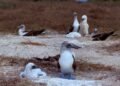 Registran colonia activa de bobos patas azules en Islas Marías
