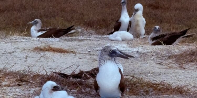 Registran colonia activa de bobos patas azules en Islas Marías