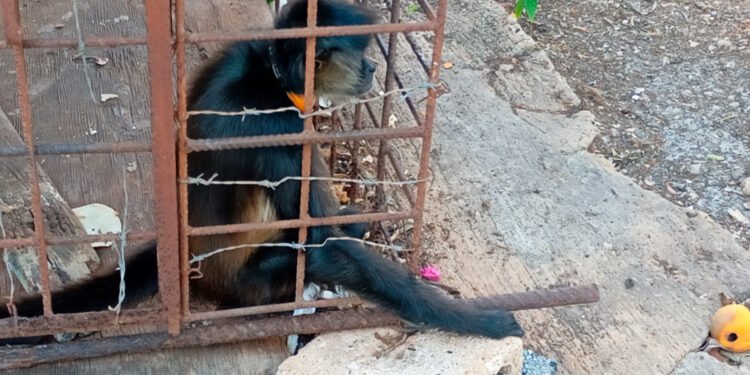 Operativo contra tráfico de fauna detecta casos en Campeche; aseguran un coatí